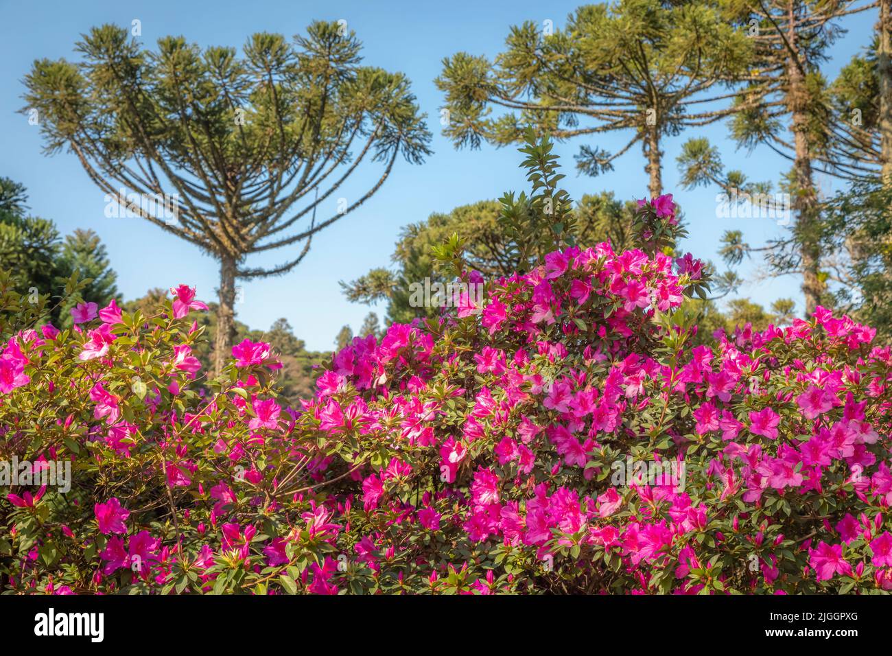 Paesaggio con fiore di azalee - Gramado, Rio Grande do sul, Southtern Brasile Foto Stock