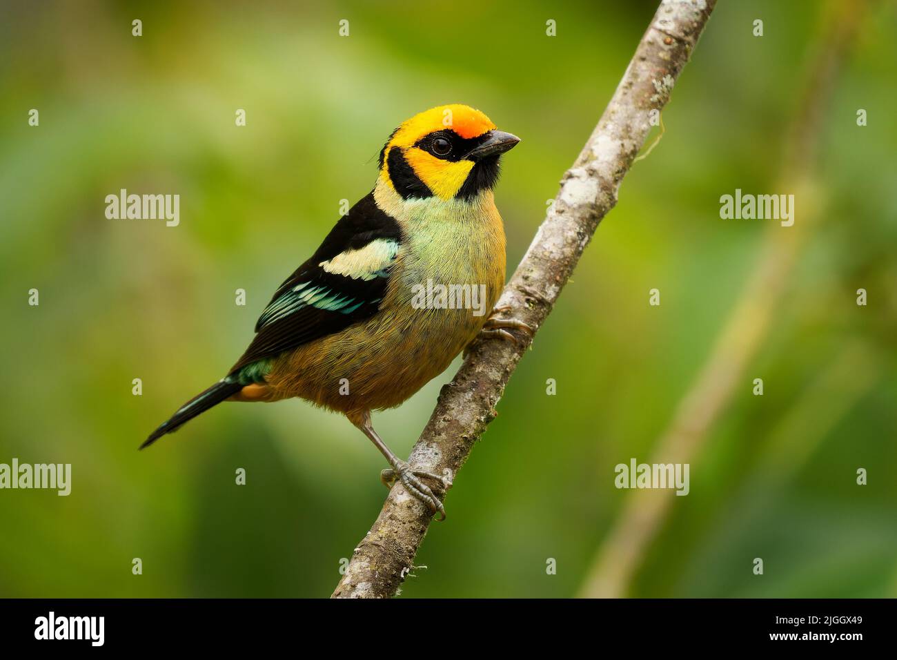 Tanager a fiamma - Tangara parzudakii famiglia Thraupidi, endemico di uccelli in Sud America, trovato nelle Ande orientali della Colombia, Ecuador, Perù e venez Foto Stock