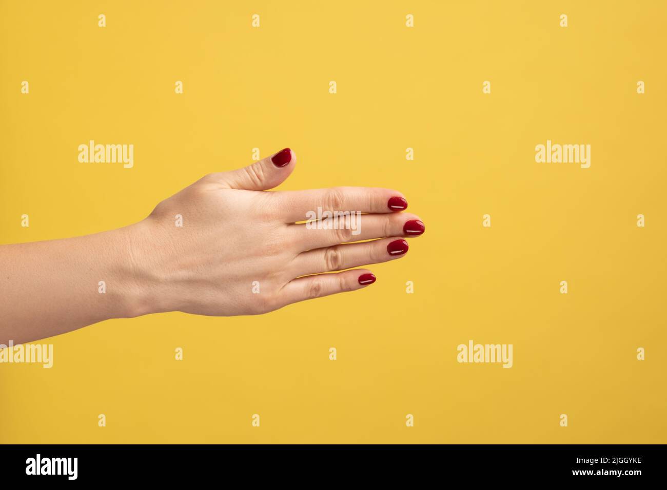 Profilo closeup vista laterale della donna che mostra la parte posteriore della mano, bella pelle morbida della mano femminile, stretta di mano. Studio interno girato isolato su sfondo giallo. Foto Stock