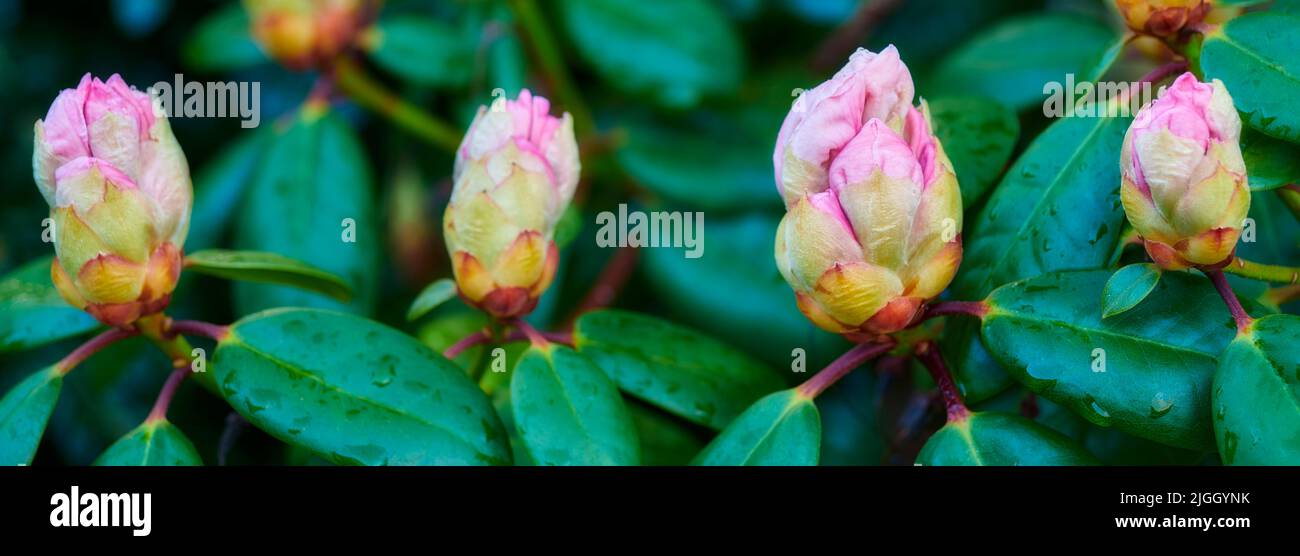 Rhodendron è un genere di 1.024 specie di piante legnose della famiglia delle guardie, sempreverdi o decidue, che si trova principalmente in Asia, anche se è Foto Stock