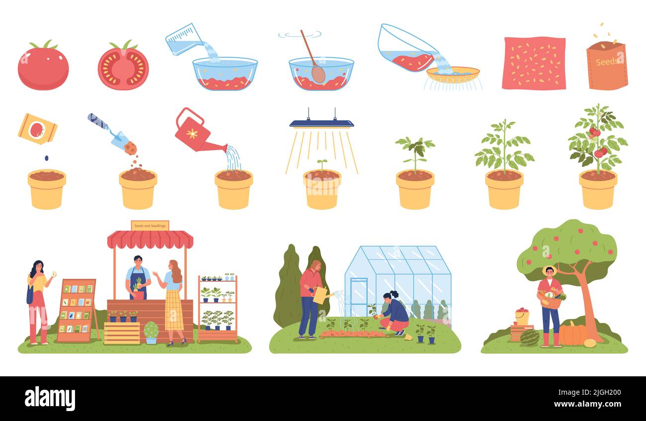 Semi e piantine insieme di stadi di piante in crescita e persone impegnate in lavoro agricolo illustrazione vettoriale isolata Illustrazione Vettoriale