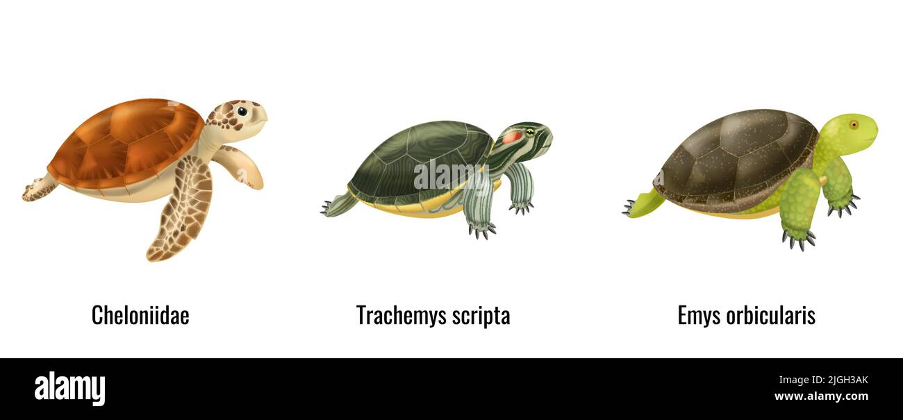 Tartarughe marine specie realistiche set con tre animali isolati su sfondo bianco illustrazione vettoriale Illustrazione Vettoriale