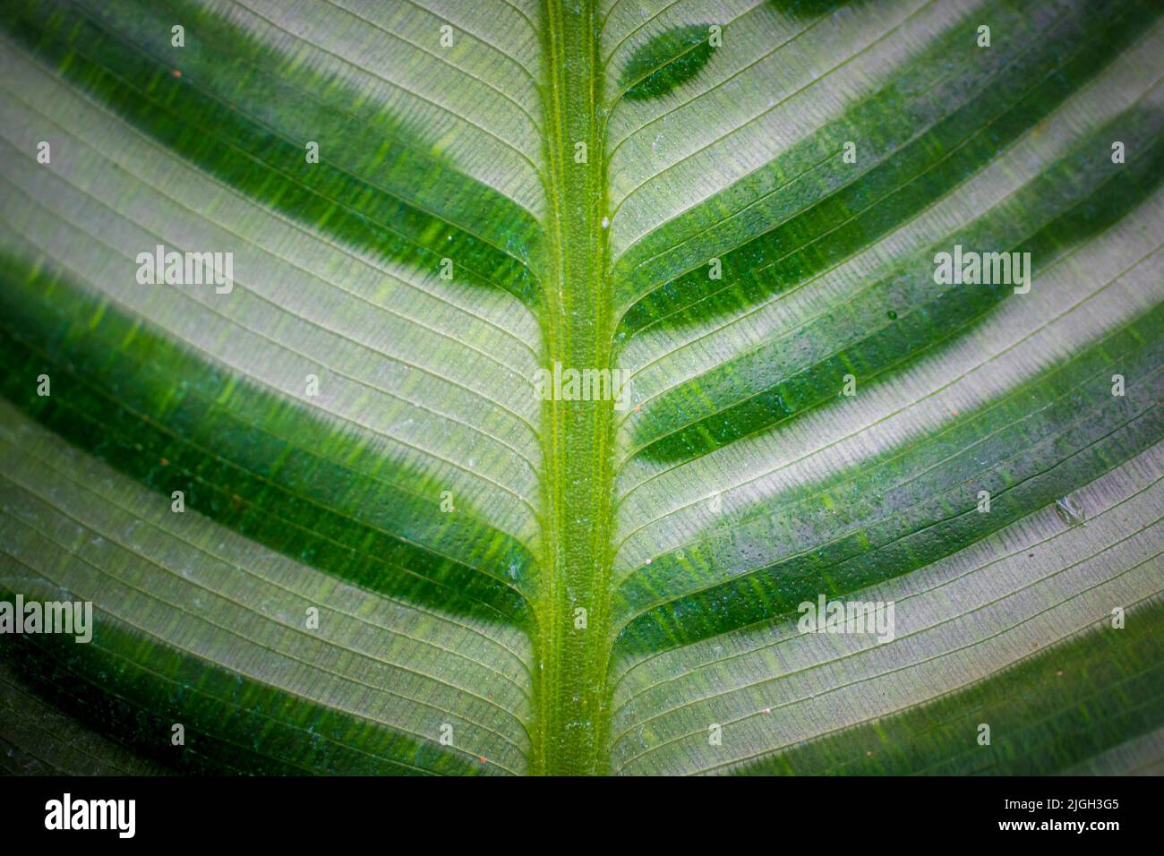 Closeup astratto di foglia verde con motivo venoso piuma Foto Stock