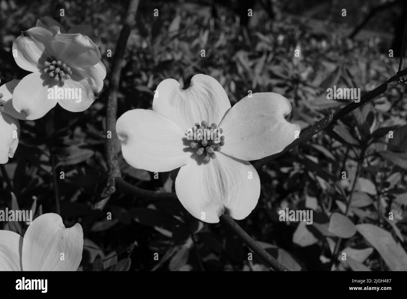 Un'immagine in scala di grigi di fiori di dogwood fioriti sul terreno Foto Stock