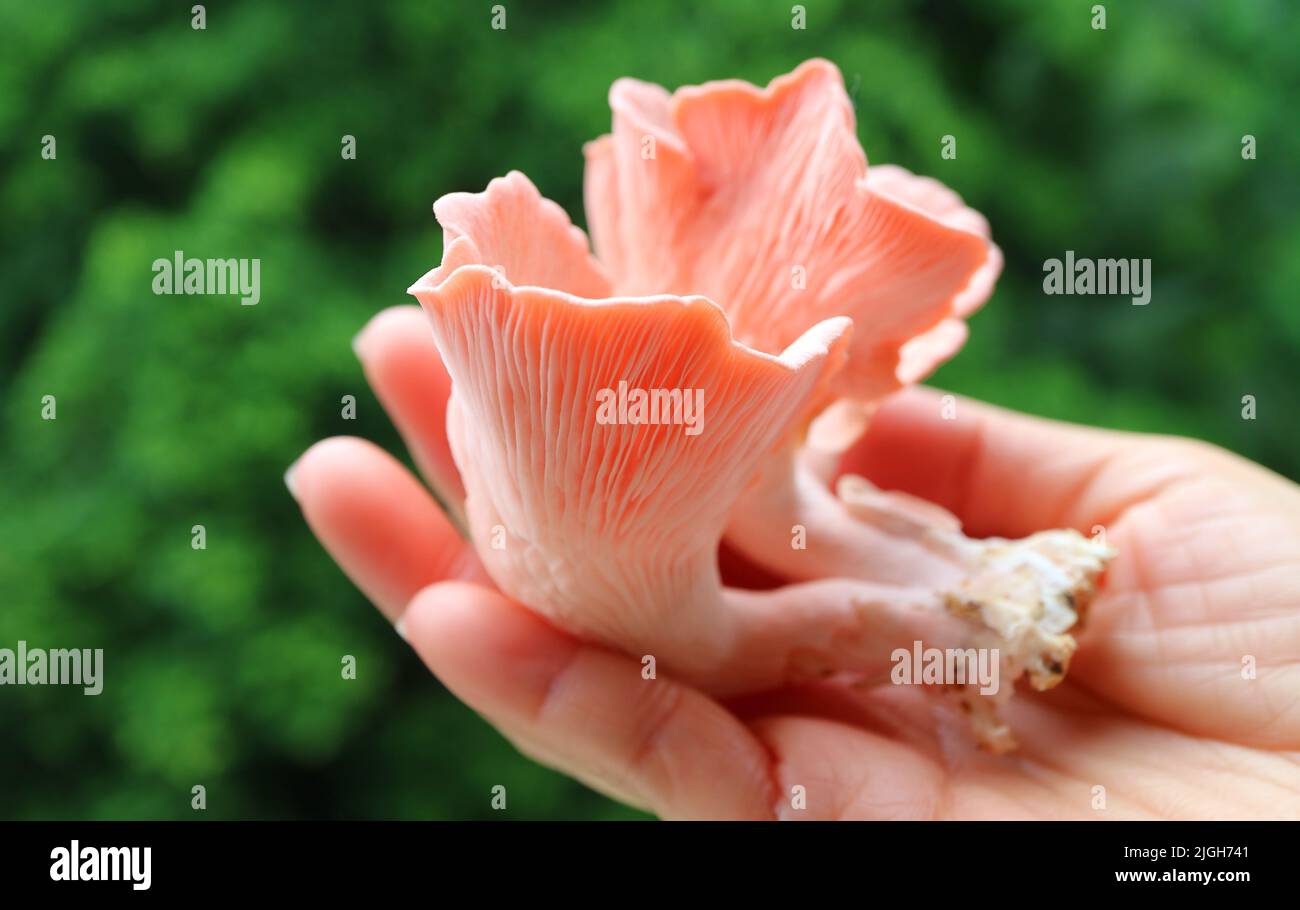 Mano che tiene mazzo di fresco raccolto bella rosa Oyster funghi Foto Stock