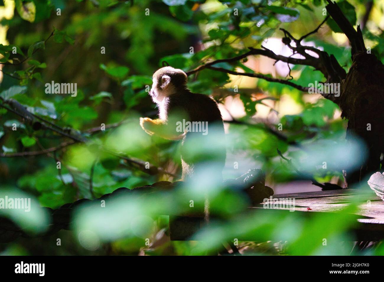 Scimmie scoiattolo seduti su una piattaforma di fronte al sole. Su un albero avvolto in foglie. Foto animale di una scimmia Foto Stock