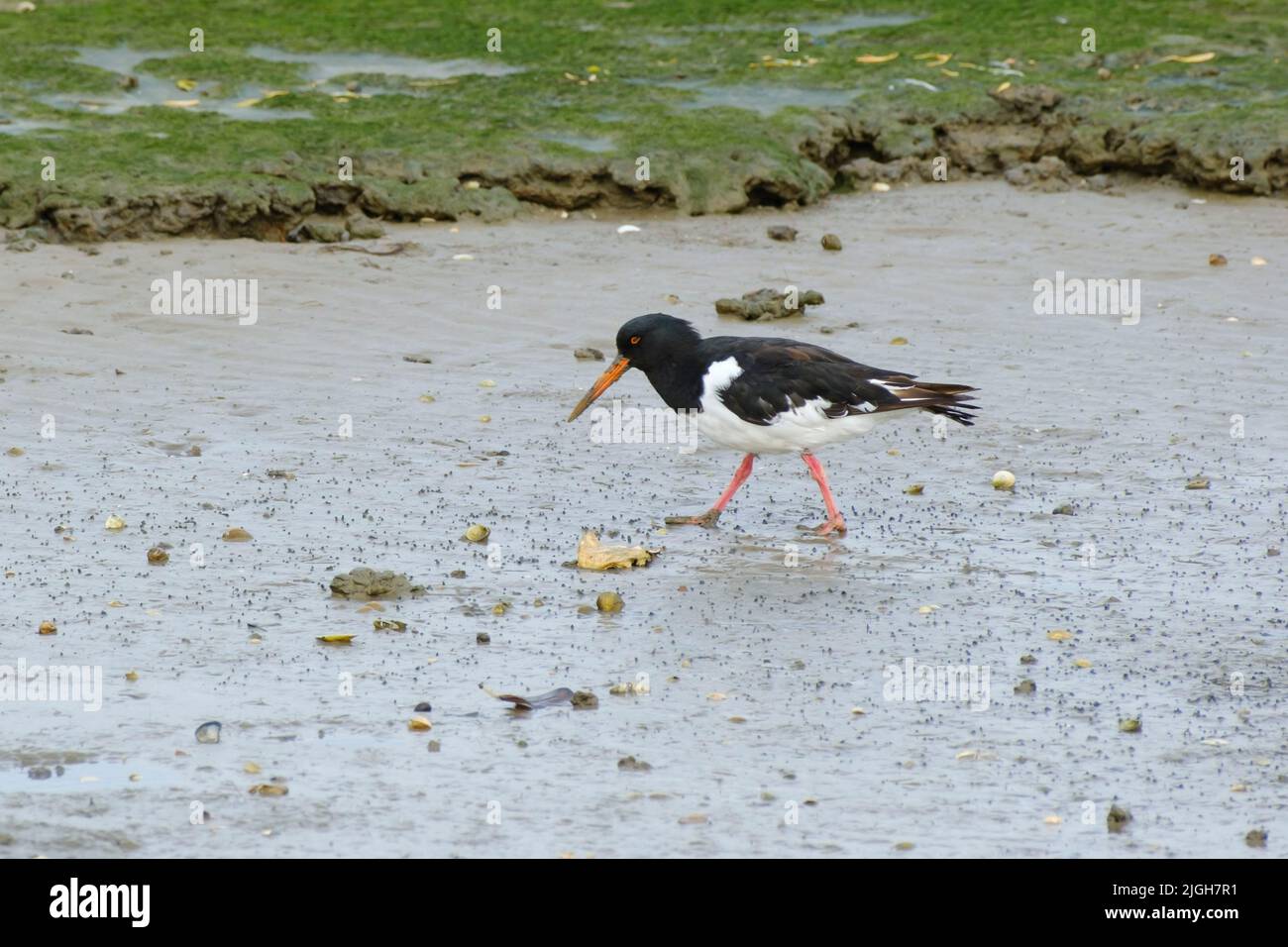 Oystercatcher al mare di wadden, Wangeooge, isola Frisone orientale Foto Stock