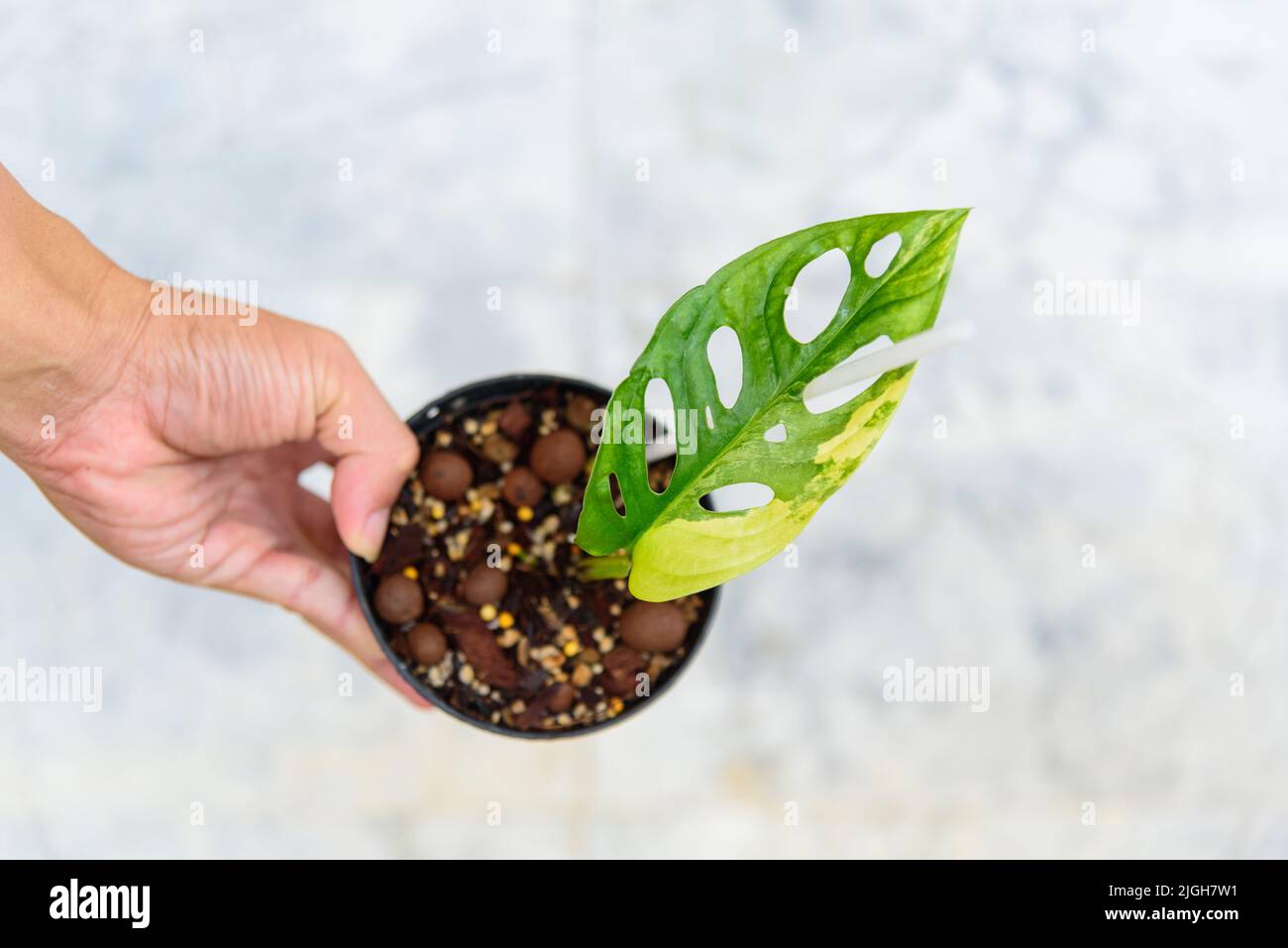 Monstera adansonii aurea variegato gigante Foto Stock