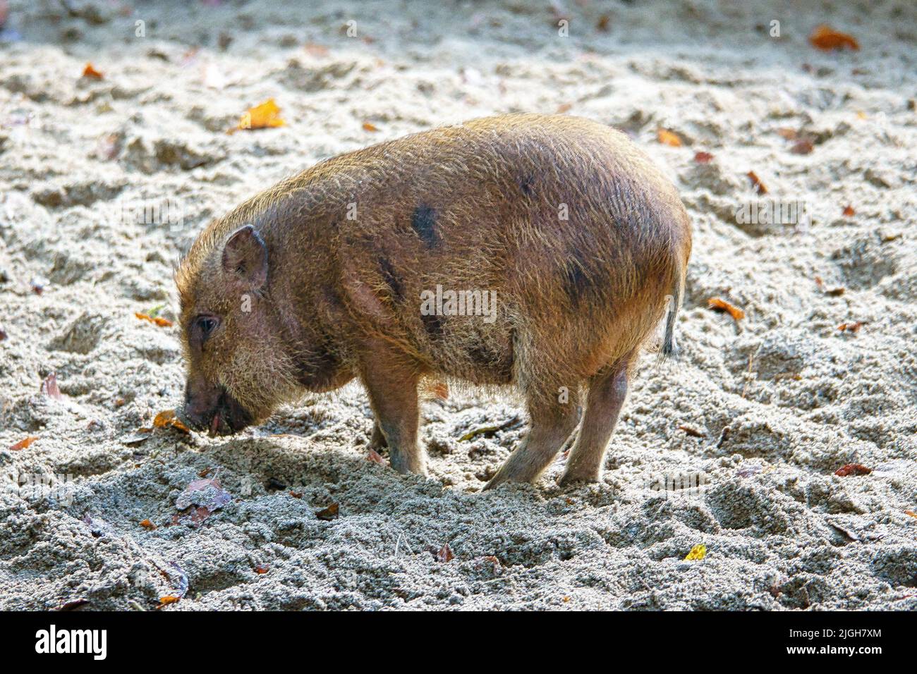 Maialino ornato di pentola, scavando nella sabbia. Suini domestici per la produzione di carne. Animale di fattoria, mammifero. Foto animale Foto Stock