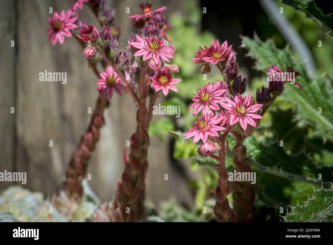 Primo piano di fioritura Sempervivum , comunemente noto come hooseleek Foto Stock