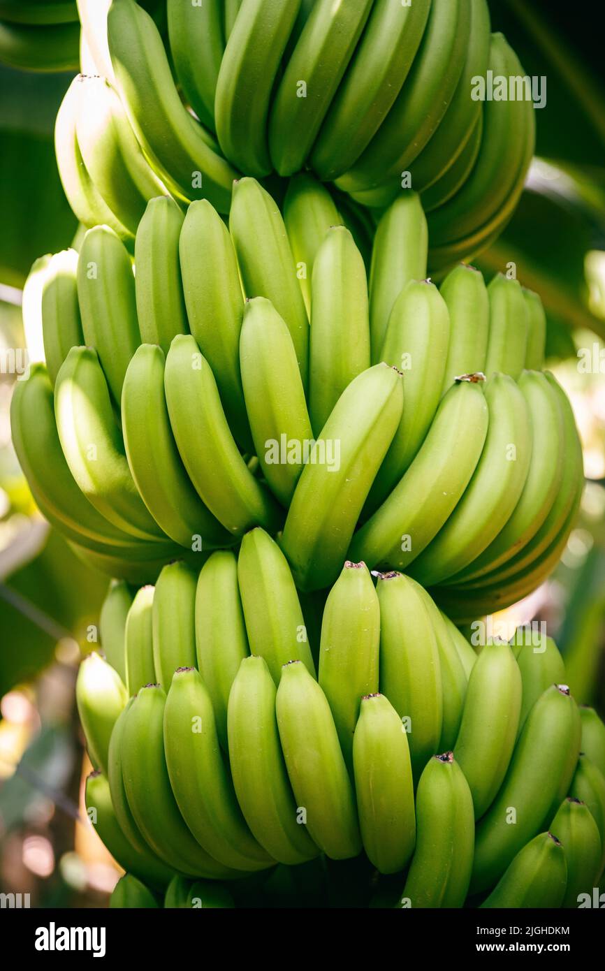 Banane verdi che crescono sugli alberi. Primo piano di frutti verdi tropicali di banane nella piantagione di banane, in Cambogia Foto Stock