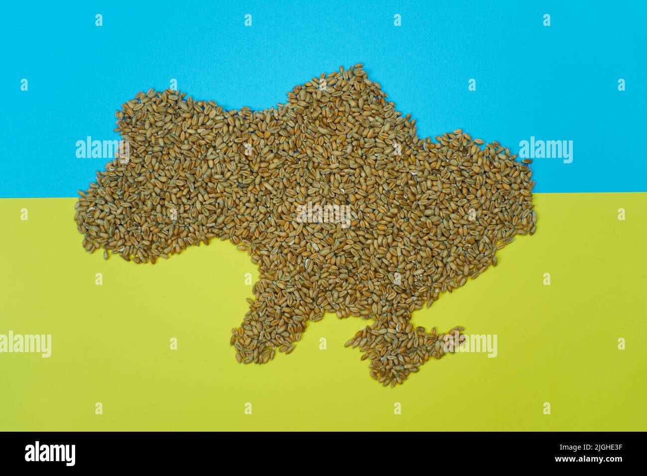 Territorio ucraino in grano di grano con sfondo giallo blu Foto Stock