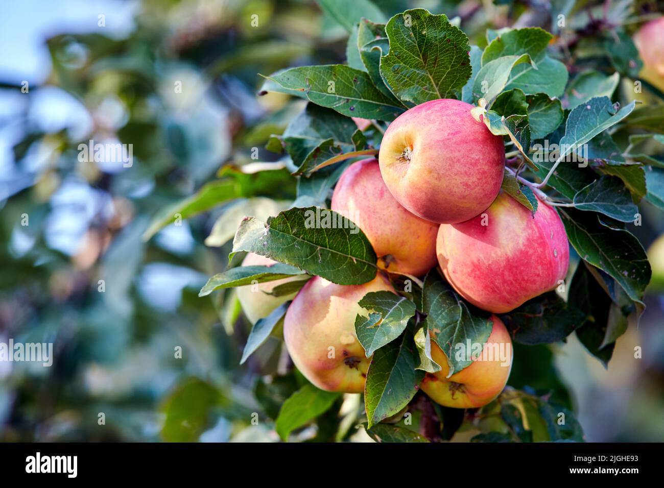 Mele fresche. Una foto di appetitose e belle mele Fresh in ambiente  naturale Foto stock - Alamy