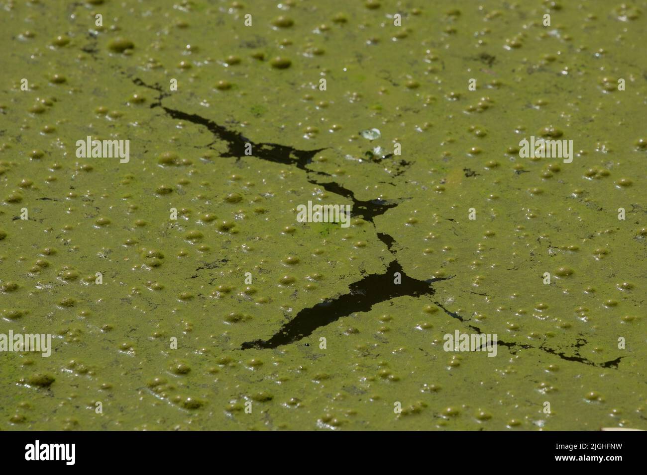 Superficie verde in un laghetto coperto di cianobatteri. A causa dell'eutrofizzazione. Concetto di inquinamento ed ecologia Foto Stock