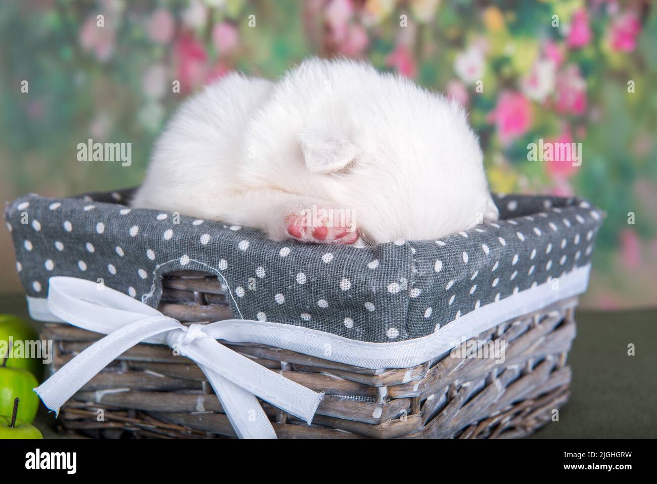 Bianco soffice piccolo cane cucciolo Samoiato in un cesto Foto Stock