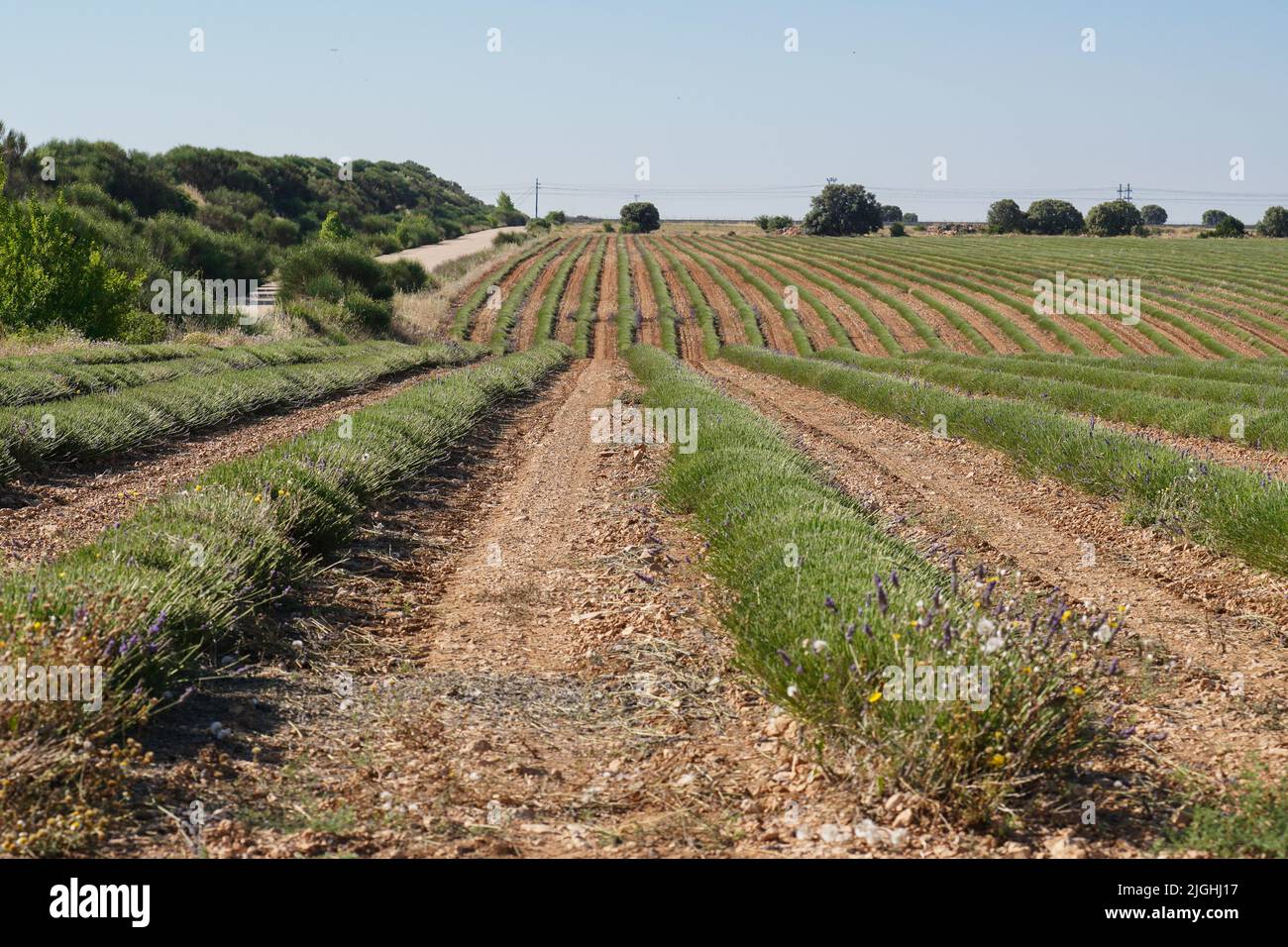 I campi di lavanda fioriscono in estate a Guadalajara, Spagna Foto Stock