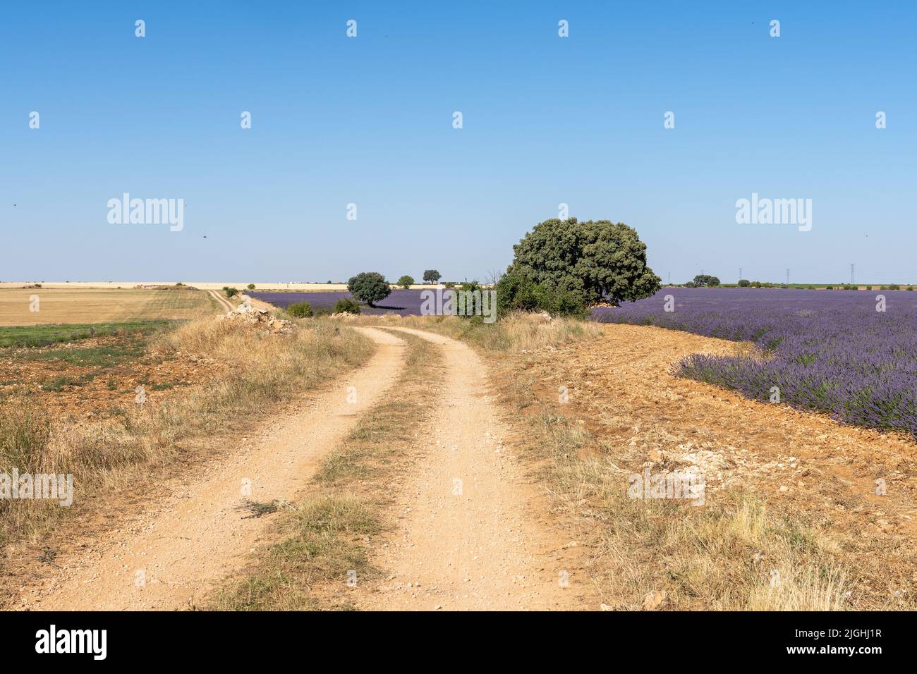 I campi di lavanda fioriscono in estate a Guadalajara, Spagna Foto Stock