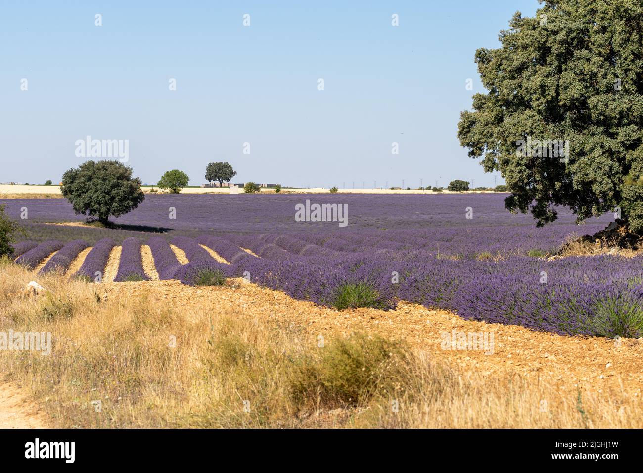 I campi di lavanda fioriscono in estate a Guadalajara, Spagna Foto Stock