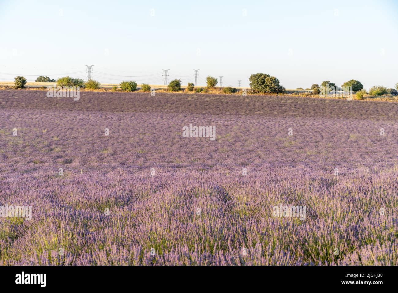 I campi di lavanda fioriscono in estate a Guadalajara, Spagna Foto Stock