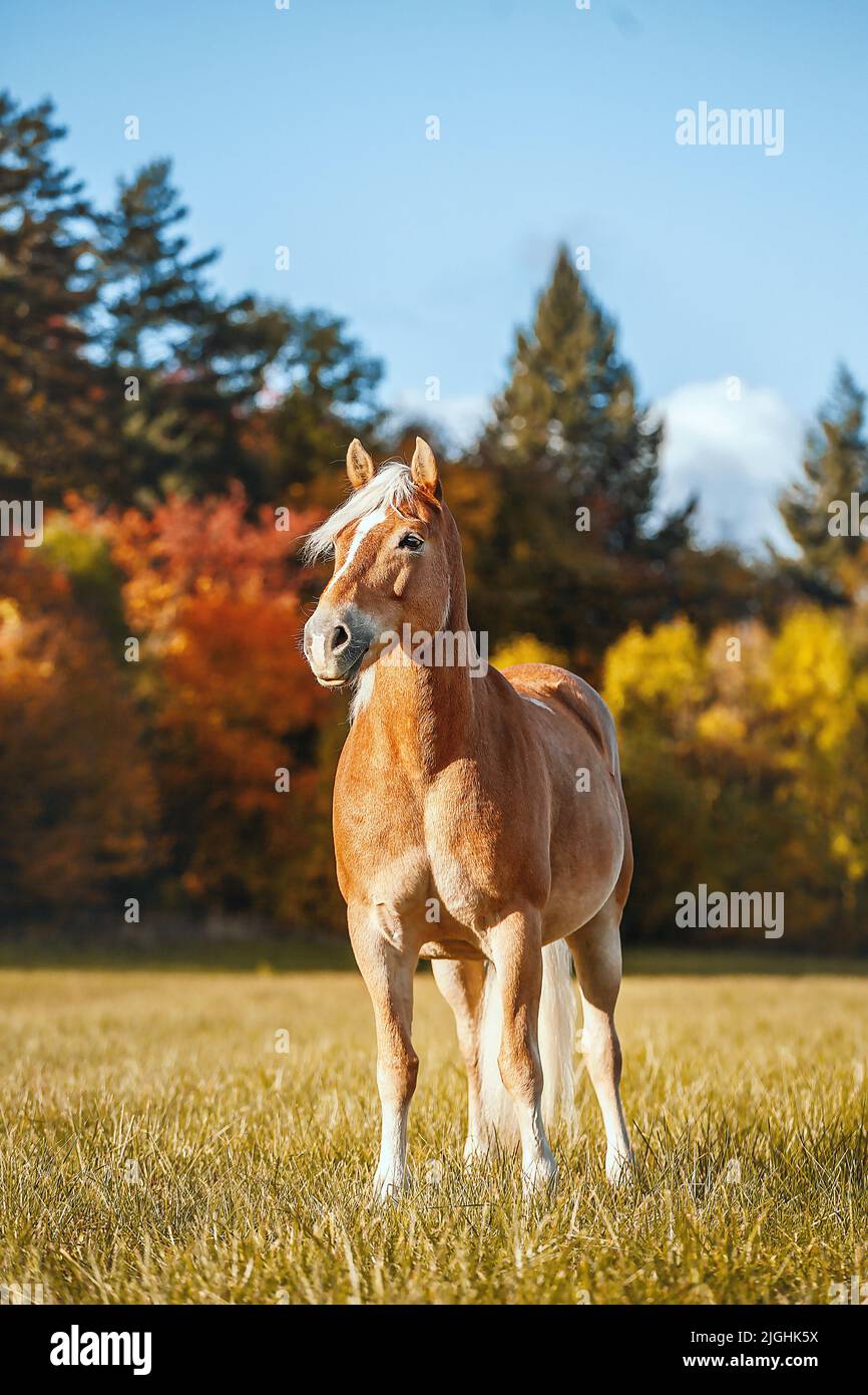 Un cavallo haflinger marrone nel campo in una giornata di sole autunno Foto Stock