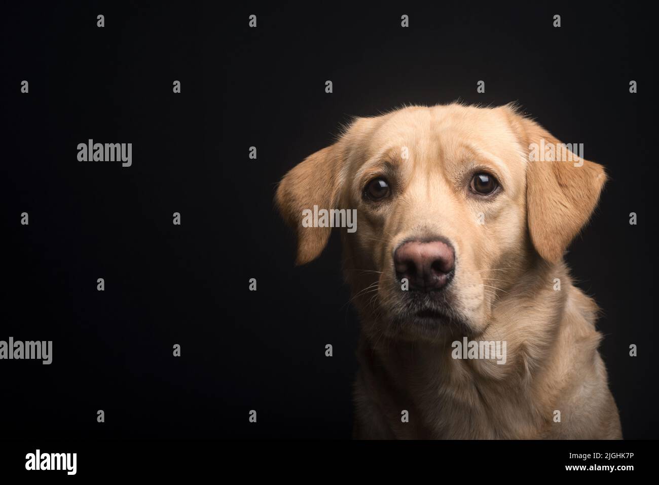 Studio Ritratto Fotografia di un carino e innocente cane d'oro Labrador Retriever guardando direttamente nella fotocamera Foto Stock