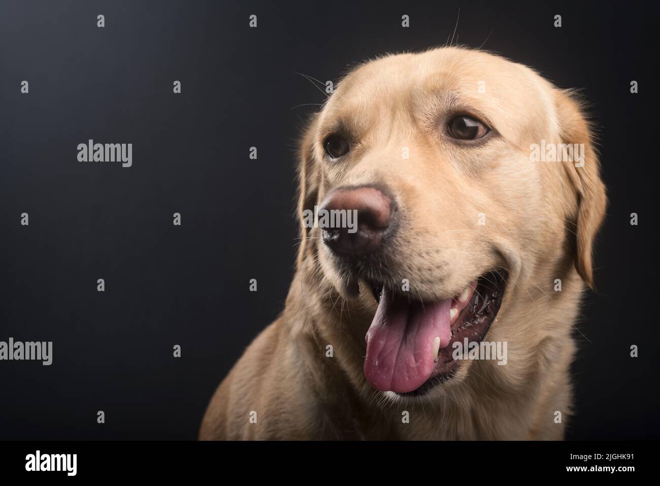 Posa laterale di un cane giallo Labrador Retriever con la lingua fuori, girato in Studio con sfondo nero Foto Stock
