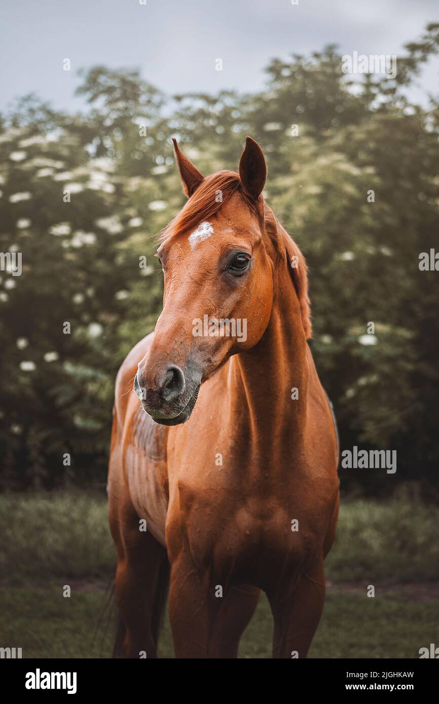 Un cavallo di purosangue inglese nel campo Foto Stock