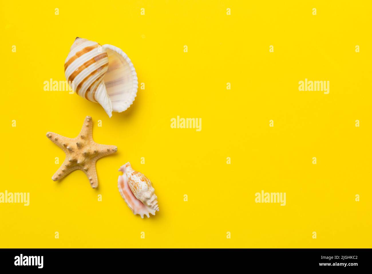 Concetto estate tempo composizione piatta con belle stelle marine e conchiglie marine su tavola colorata, vista dall'alto con spazio di copia per il testo. Foto Stock