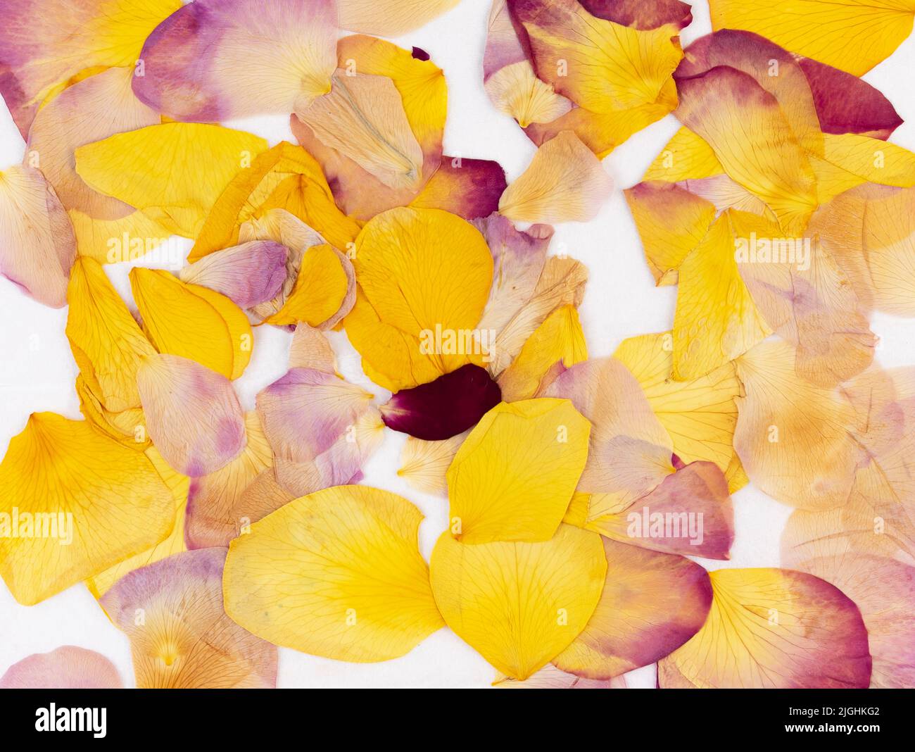 Composizione astratta di petali di rosa pressati secchi e gialli. Sfondo floreale. Oshibana art. Foto Stock