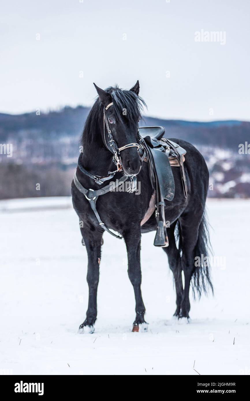 Un cavallo nero Paso fino Colombiano nel campo nevoso in una giornata invernale Foto Stock
