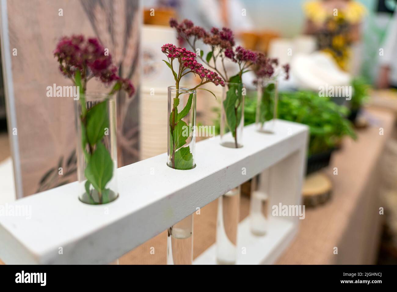 Le piante geneticamente modificate. Piantine di piante in crescita all'interno di provette Foto Stock