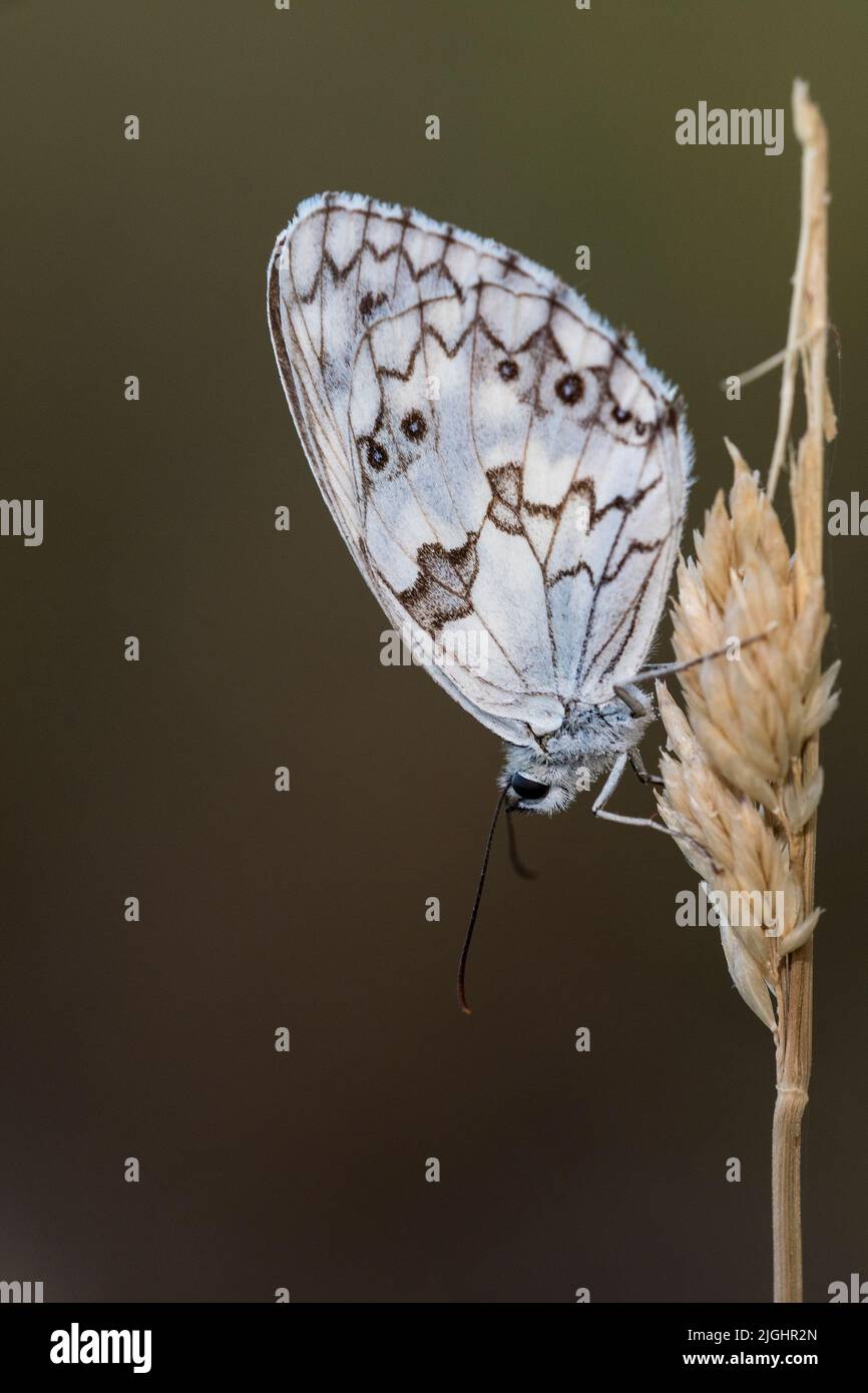 Melanargia lachesis o medioluto iberico, è una specie di Lepidoptera ditrisio della famiglia Nymphalidae. Foto Stock