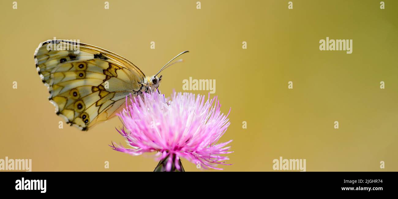 Melanargia lachesis o medioluto iberico, è una specie di Lepidoptera ditrisio della famiglia Nymphalidae. Foto Stock