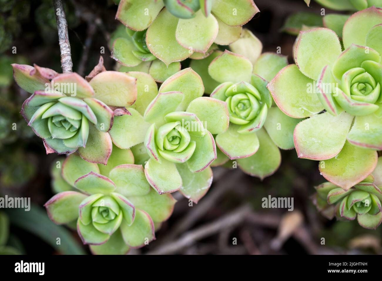 Struttura fogliare di Aeonium Kiwi o Aeonium haworthii. Sfondo naturale. Primo piano per inserire il testo Foto Stock