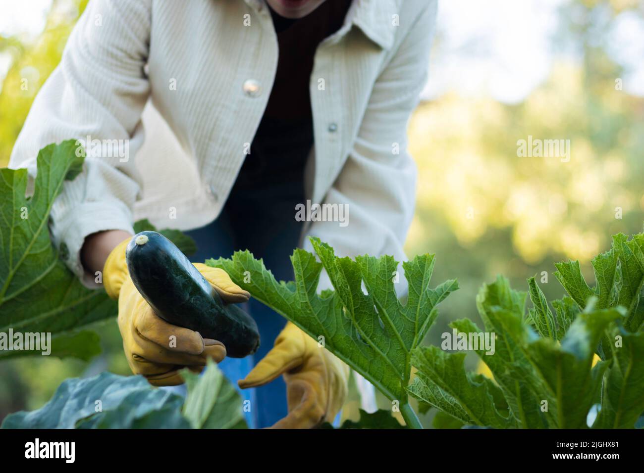 Giovane donna irriconoscibile che raccoglie verdure di zucchine da una piantagione di giardino biologico Foto Stock