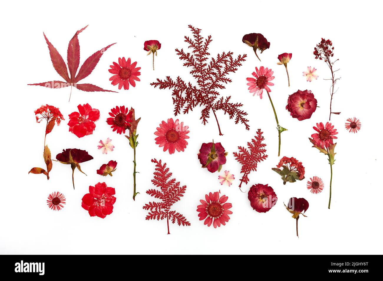 Rosso premuto fiore secco modello isolato su sfondo bianco Foto Stock