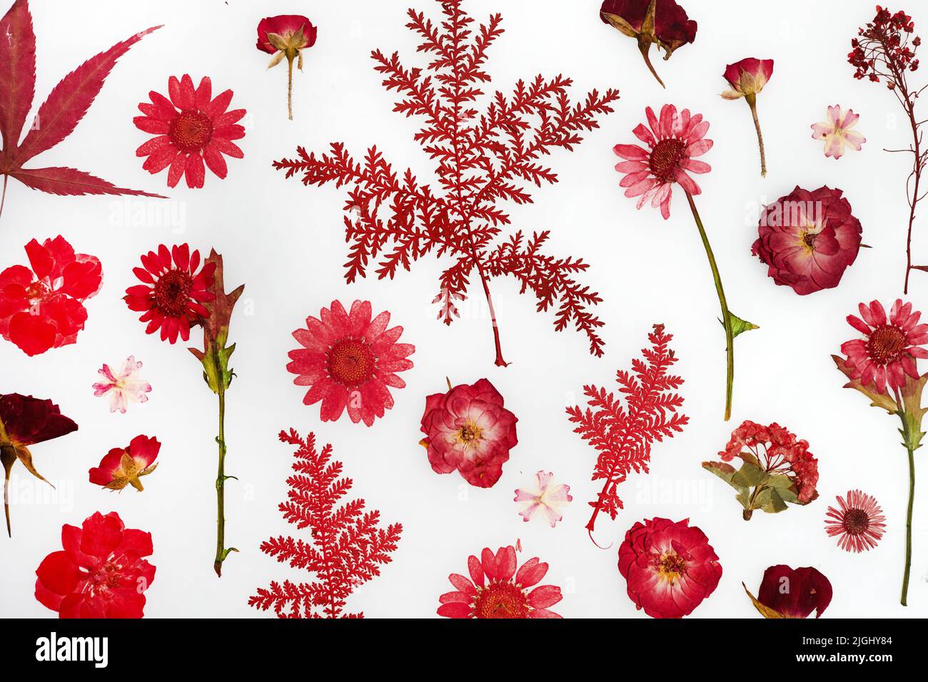 Rosso premuto fiore secco modello isolato su sfondo bianco Foto Stock