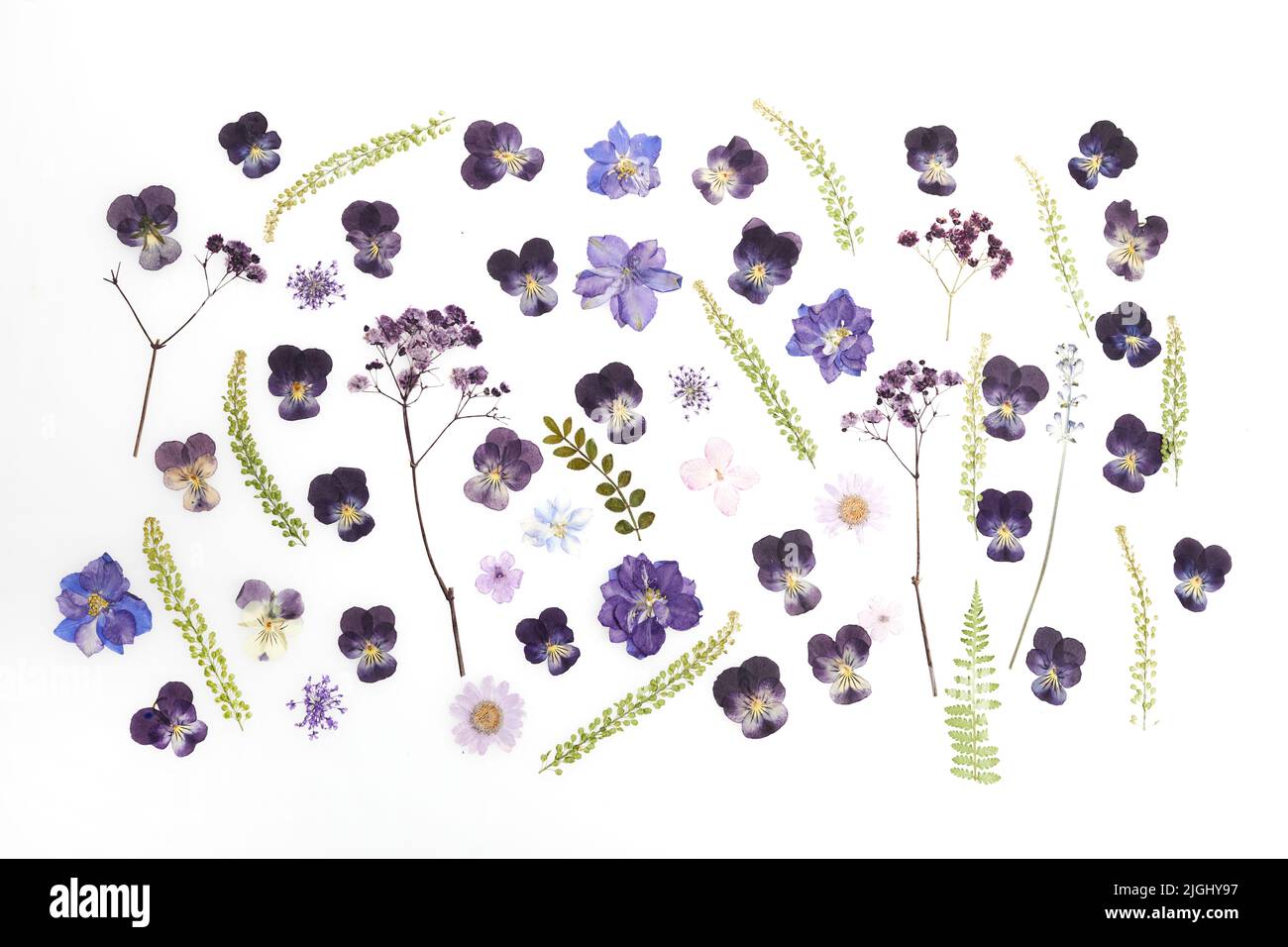 Disegno di fiori secchi pressati isolato su sfondo bianco Foto Stock