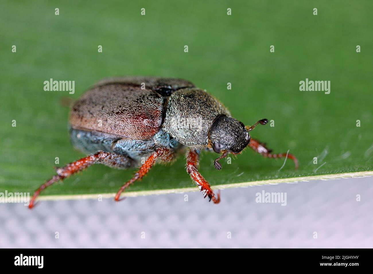 BULGARI Spilla In Oro Giallo E Bianco Con Smalto Blu Rifinita Da Diamanti E - Foto 2