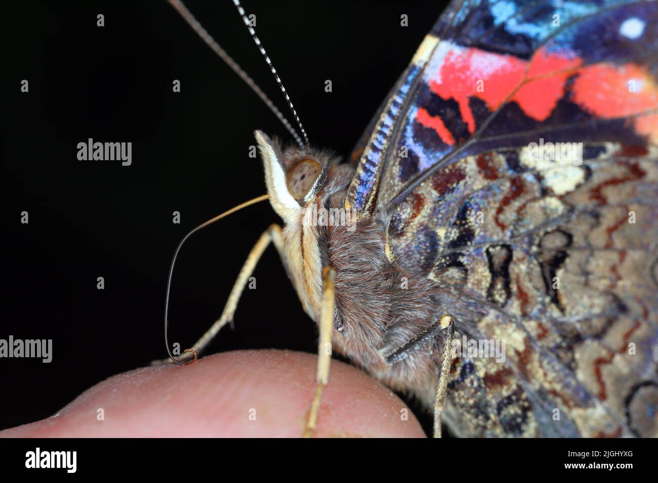 Ammiraglio rosso (Vanessa atalanta, Pyrameis atalanta) ingrandimento estremo - testa di farfalla e ventosa, ritratto. Foto Stock