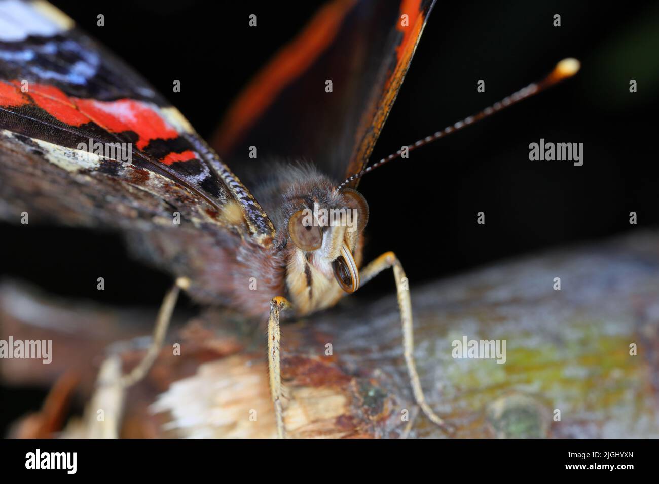 Ammiraglio rosso (Vanessa atalanta, Pyrameis atalanta) ingrandimento estremo - testa di farfalla, ritratto. Foto Stock