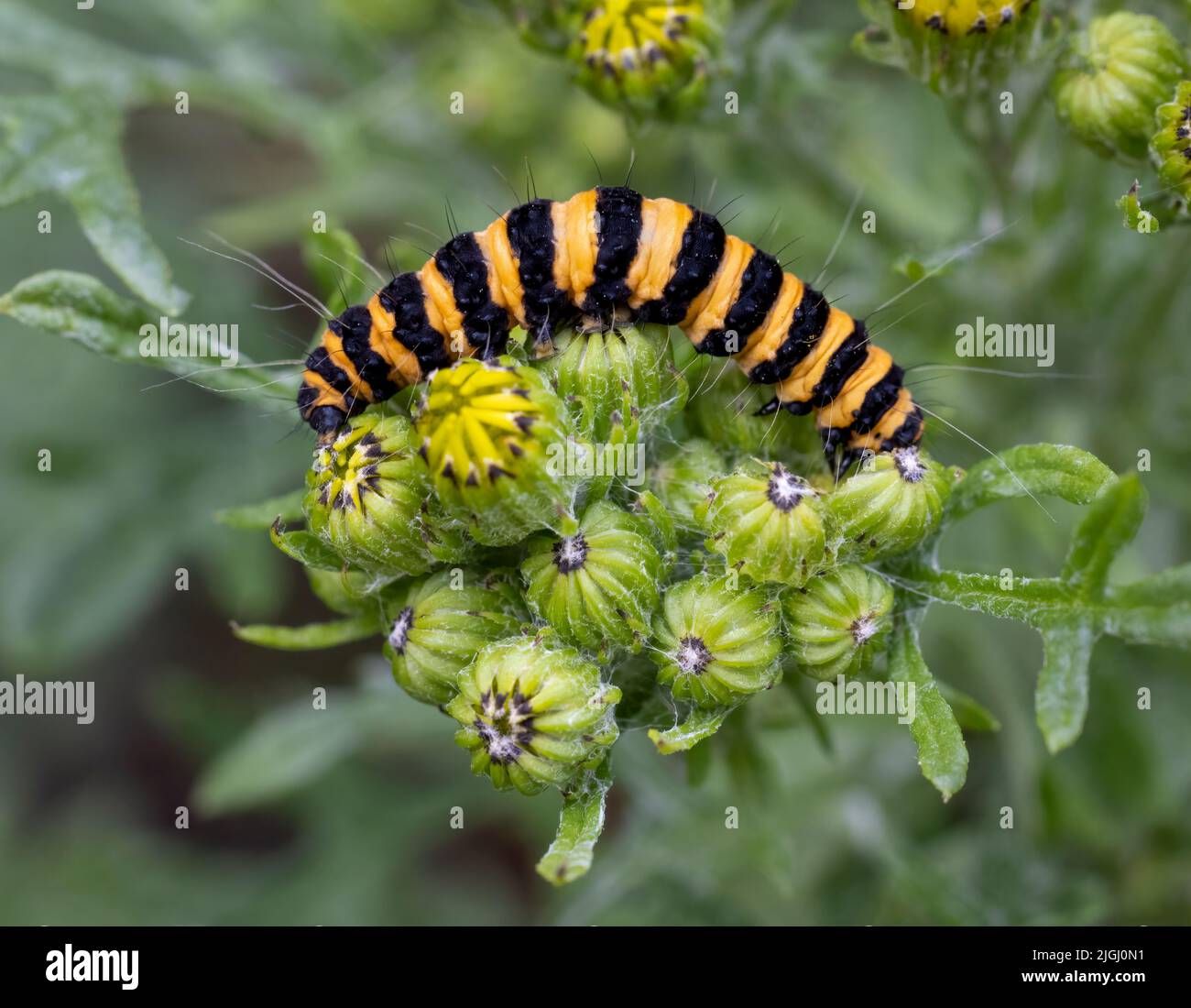 Il caratteristico cinghiale giallo e nero della Moth Cinnabar, (Tyria jacobaeae), che si alimenta sulle teste dei fiori di Ragwort Foto Stock