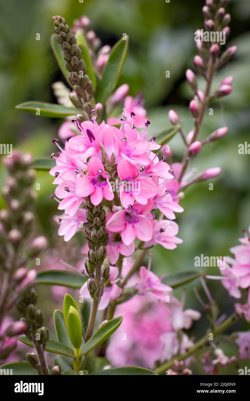 Bellissimi fiori rosa di una pianta di Hebe Foto Stock