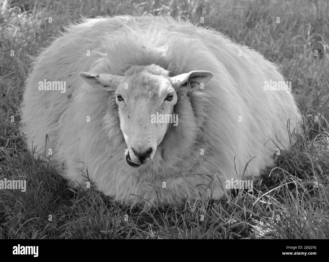 Un primo colpo di scala di grigi di una pecora soffice su un campo Foto Stock