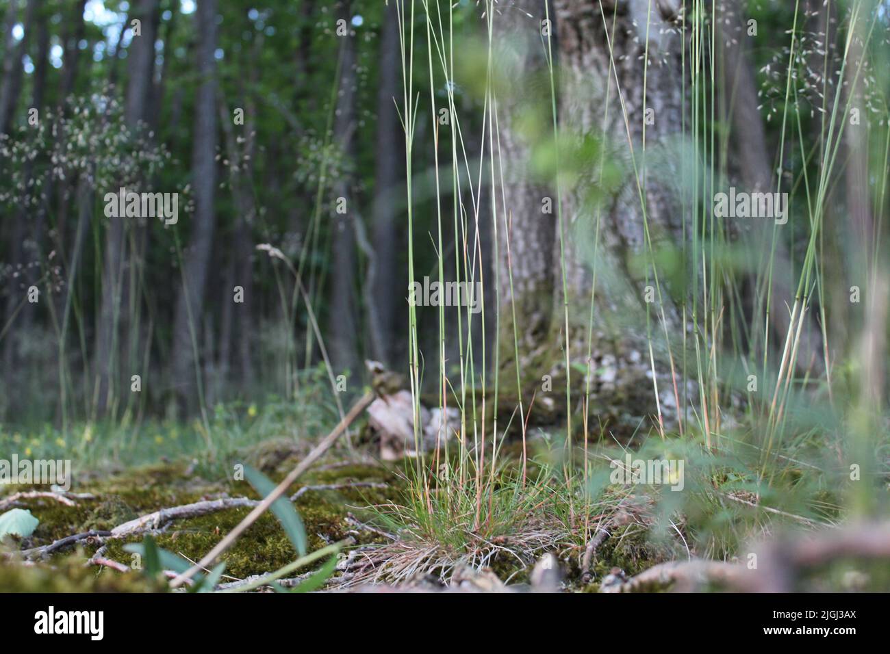 La vista ravvicinata delle piante di Agrostis curtisii nei boschi Foto Stock