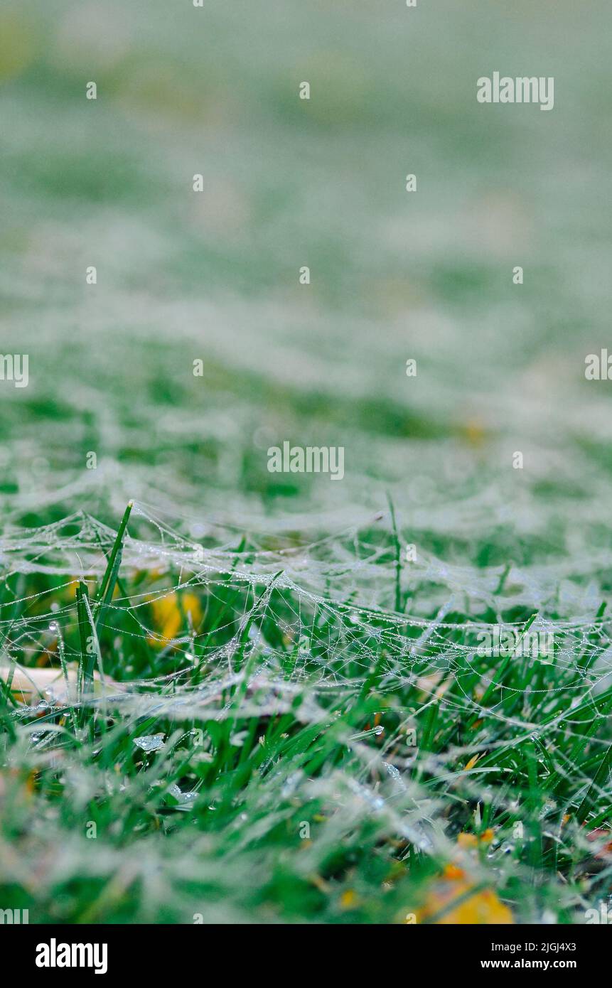 Un primo colpo verticale di seta ragno sull'erba Foto Stock