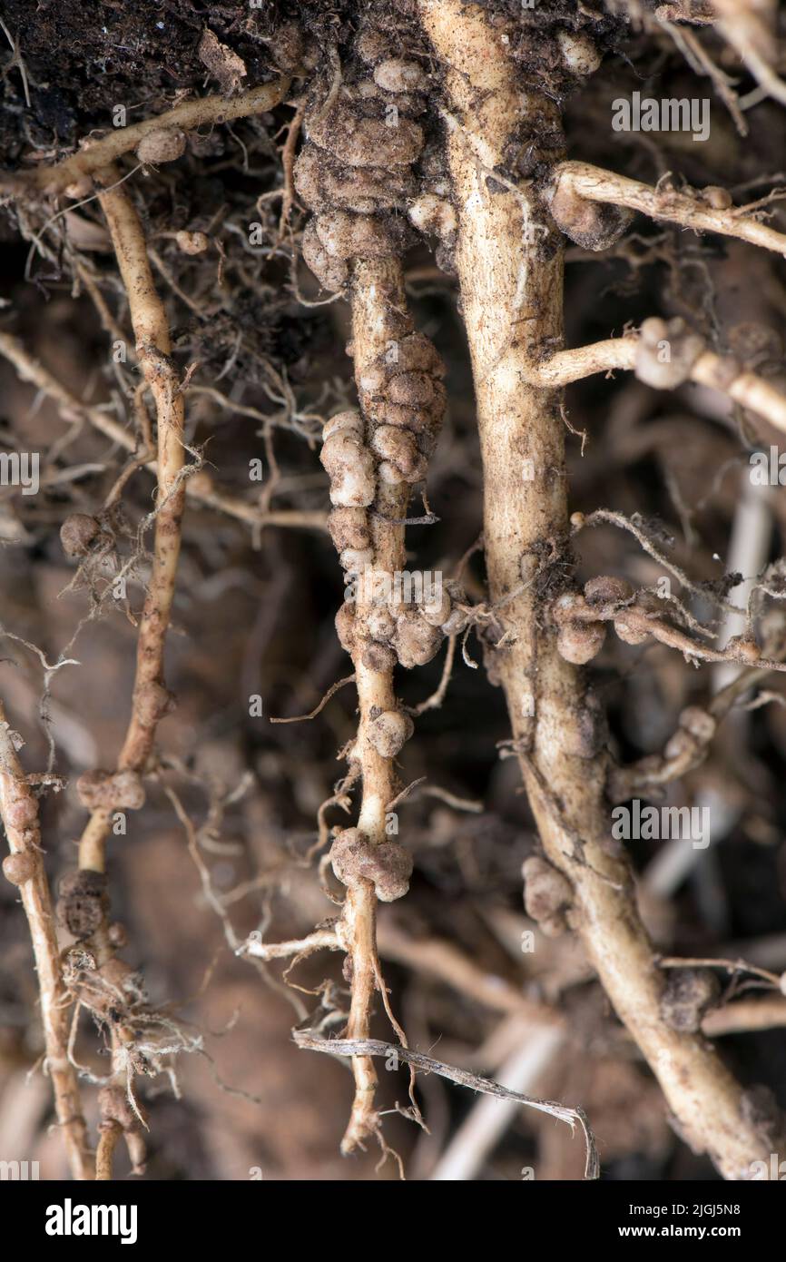 Noduli per la fissazione dell'azoto sulle radici della pianta della lupino (Lupinus spp.), efficaci nella fissazione del nitogeno gassoso con batteri simbiotici del rizobio. Foto Stock