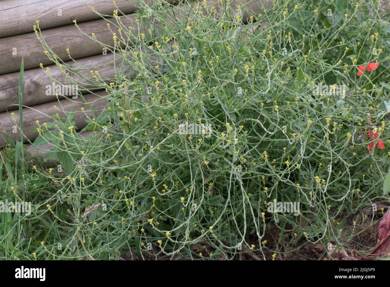 Una pianta di senape di siepe (Sisymhymbrium officinale) con piccoli fiori gialli su terreno di scarto, Berkshire, luglio Foto Stock