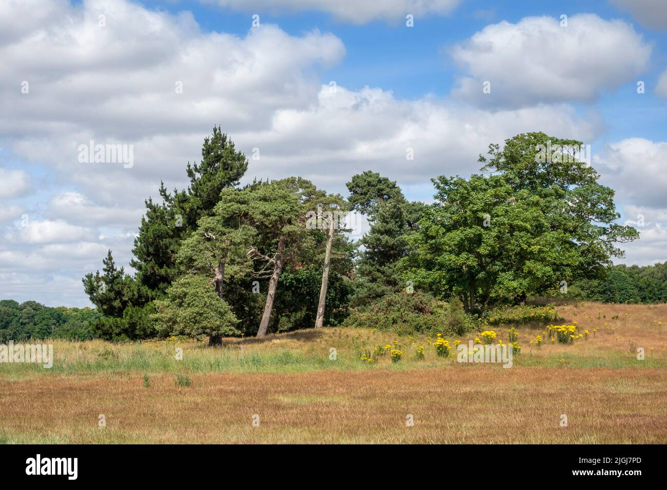 Piccola cimosa di alberi su una collina angolata al vento prevalente contro un cielo blu chiazzato con un campo in primo piano Foto Stock