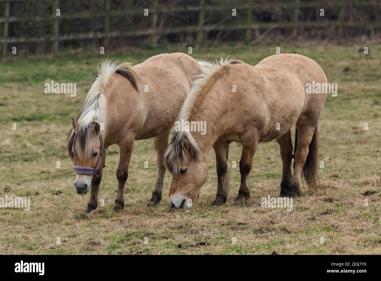 Un paio di cavalli Fjord norvegesi in un campo da pascolo nello Yorkshire, Inghilterra. Foto Stock